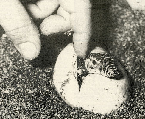 black and white photo of lizard in an egg